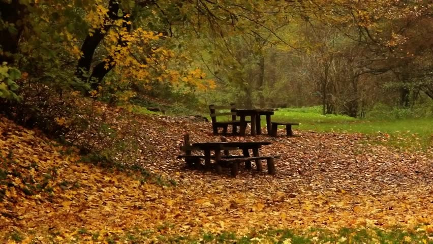 Autumn Picnic Area in a Forest Park with Fallen Leaves