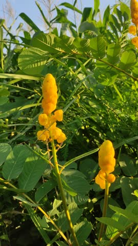 Candle Bush (Senna alata) plants have bright yellow flowers. Standing tall amid lush green foliage. The plants sway in the wind.