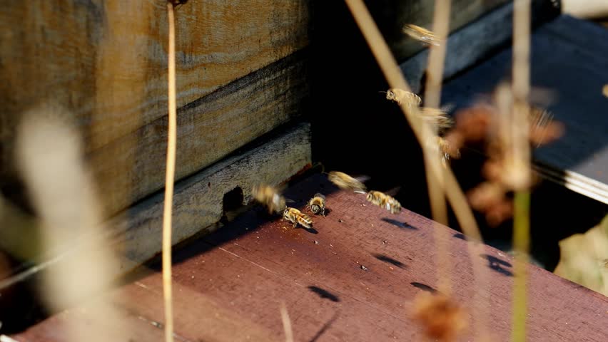 a beehive in full swing 4k 25fps video