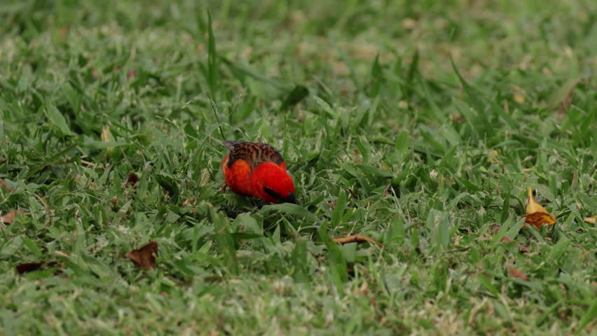 Bright red fody bird with vivid plumage walks peacefully through green leaves in its natural tropical habitat, showcasing the delicate beauty and charm of small wild birds in their environment