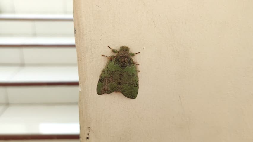 Closeup of a green moth perched on a light wall surface, showing insect wings, camouflage pattern, and natural details.
