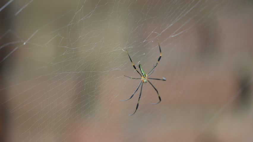 Nephila pilipes spider. Its other names golden orb weaver and giant golden orb weaver. This is a species of golden orb web spider. A big spider on its web in the forest.