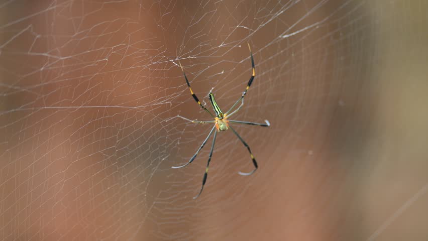 Nephila pilipes spider. Its other names golden orb weaver and giant golden orb weaver. This is a species of golden orb web spider. A big spider on its web in the forest.