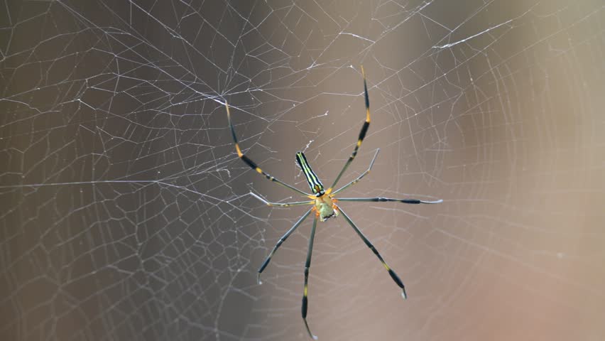 Nephila pilipes spider. Its other names golden orb weaver and giant golden orb weaver. This is a species of golden orb web spider. A big spider on its web in the forest.