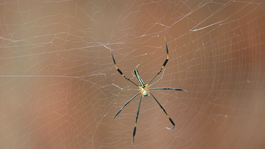 Nephila pilipes spider. Its other names golden orb weaver and giant golden orb weaver. This is a species of golden orb web spider. A big spider on its web in the forest.