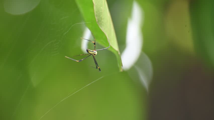 Nephila pilipes spider. Its other names golden orb weaver and giant golden orb weaver. This is a species of golden orb web spider. A big spider on its web in the forest.