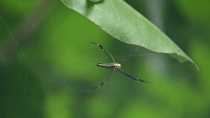 Nephila pilipes spider. Its other names golden orb weaver and giant golden orb weaver. This is a species of golden orb web spider. A big spider on its web in the forest.