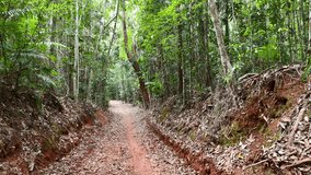 Steady forward movement through dense, sunlit rainforest on a winding red dirt path - Powered by Shutterstock - Get 15% off with code: PIKWIZARD15