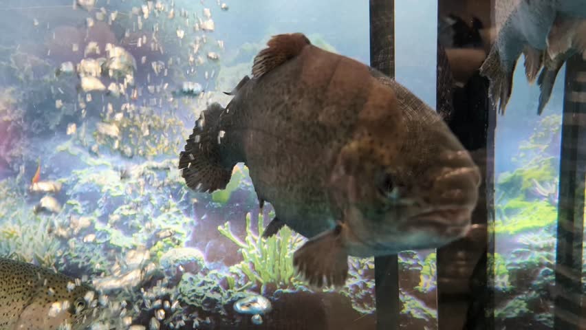 Live rainbow trout in an aquarium at a store or supermarket, fresh live fish for sale.