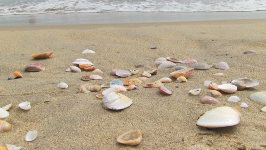 Nice sea shells on the sandy beach