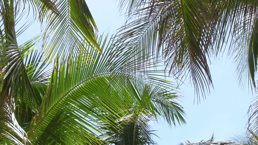 Coconut palm on the blue sky background