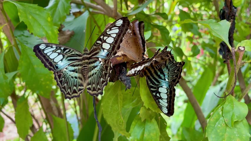 Australian Blue Triangle Butterfly in the Batterfly garden