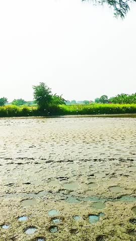 A group of storks flying looking for fish above the pond