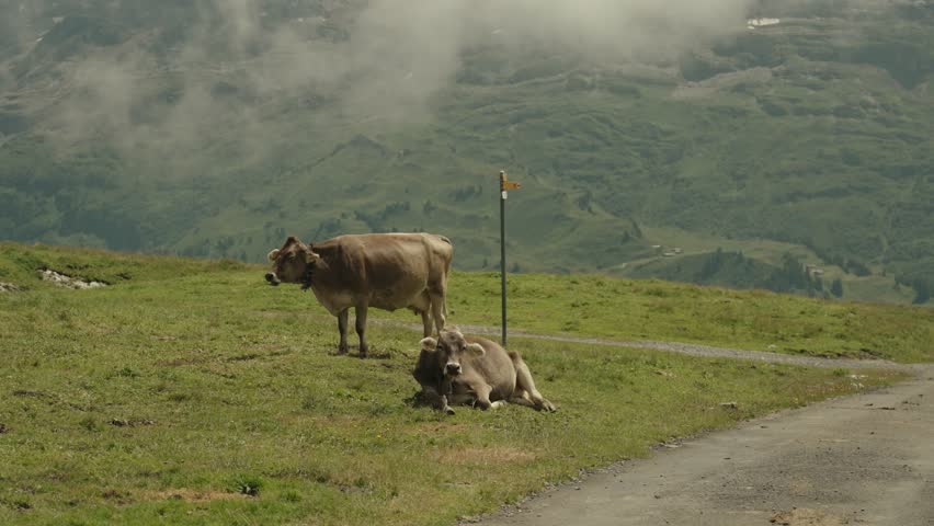 A pair of cows rest and stand near a trail overlooking alpine meadows in Switzerland.