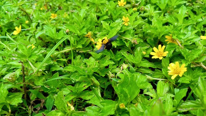  close-up video of a large black and yellow bee on a small yellow flower. It captures the essence of pollination and the beauty of nature, perfect for documentaries or educational content.