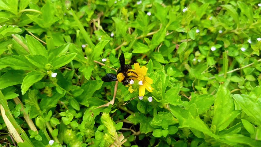  close-up video of a large black and yellow bee on a small yellow flower. It captures the essence of pollination and the beauty of nature, perfect for documentaries or educational content.