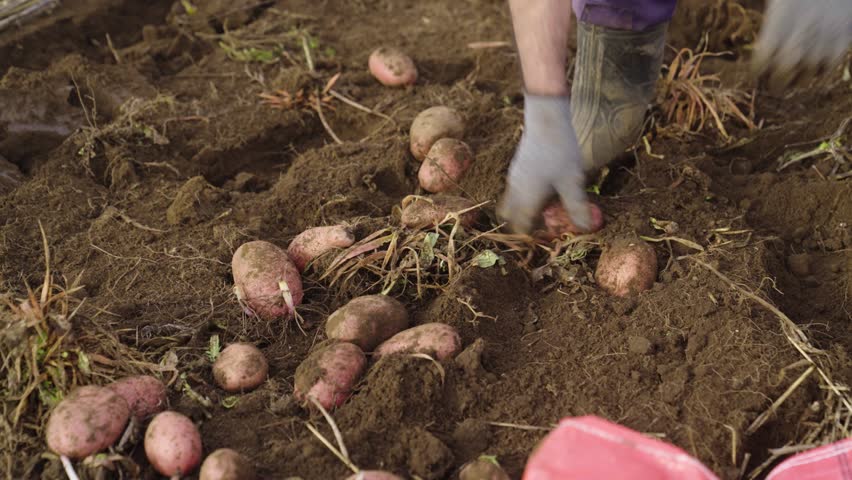 Fresh Organic Potatoes During Harvest in the Field