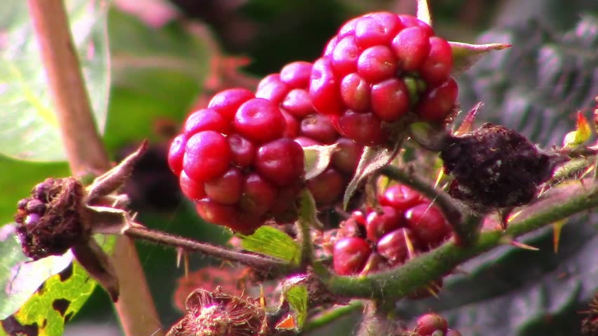 Group of unripe blackberries on a bramble bush in the English countryside