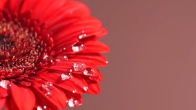 Close-up view of water droplets falling on scarlet red gerbera daisy petals. Bright, natural and vibrant floral scene. - Powered by Shutterstock - Get 15% off with code: PIKWIZARD15