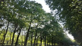 Sunlight filtering through a tree-lined avenue in the park - Powered by Shutterstock - Get 15% off with code: PIKWIZARD15