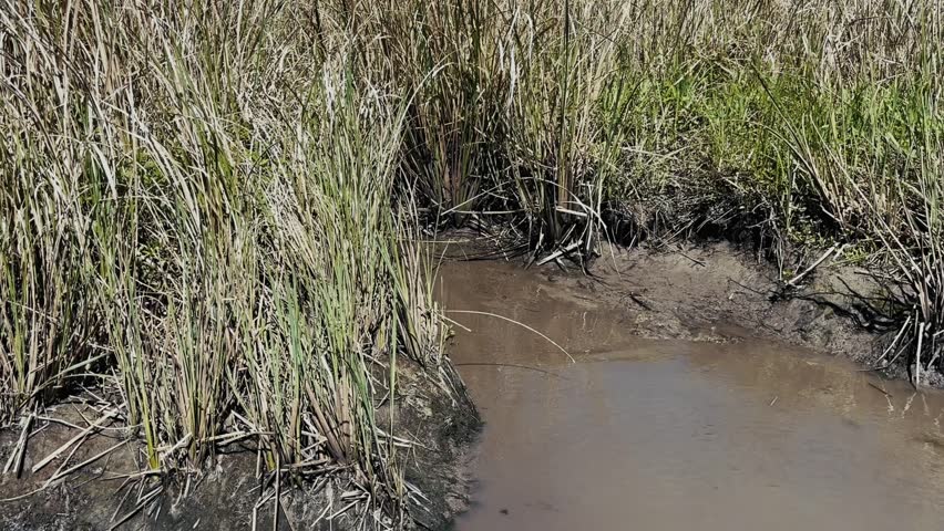dense wetland grasses along muddy water channel in louisiana bayou