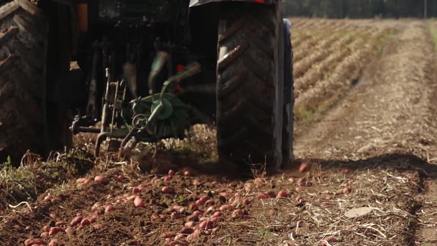 A tractor digs through soil during potato harvest, exposing rows of fresh red potatoes while churning up dust and dry roots in a sunlit field.