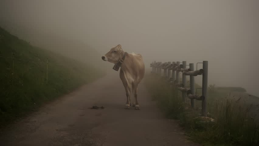 A cow with a bell walks alone on a misty mountain path in Switzerland.