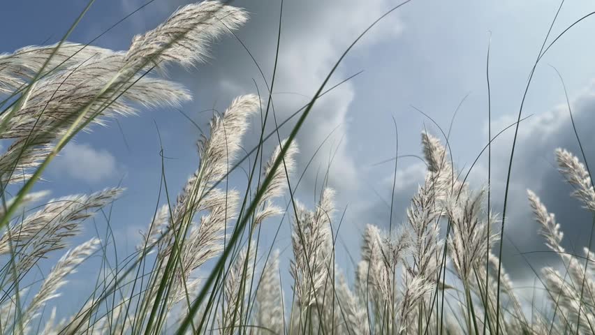 Elegant white Kans grass plumes sway gently in the wind under a bright blue sky with drifting clouds, creating a serene and picturesque scene.