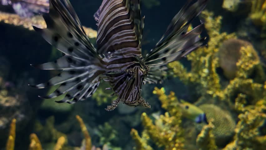 Common lionfish swimming in a colorful coral reef aquarium