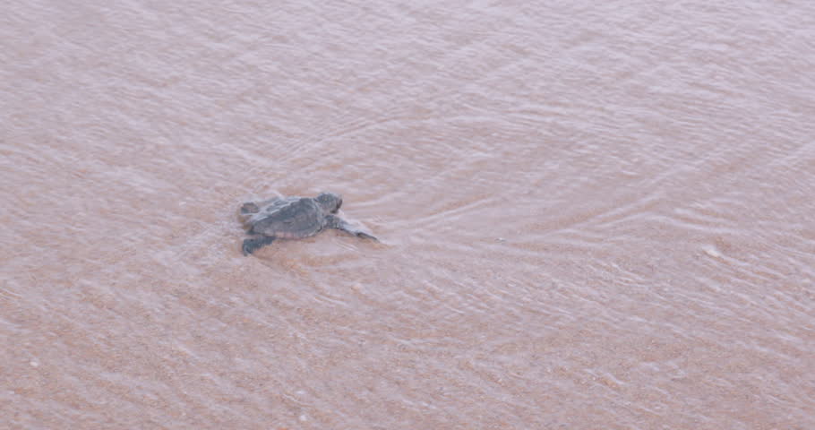 loggerhead turtle hatchling in the surf zone at mon repos beach in bundaberg, australia