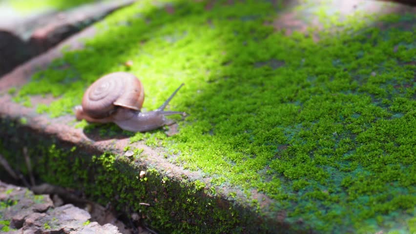 Close-up footage of a snail slowly crawling on a moss-covered rock after rainfall. The fresh green moss and glistening surface highlight the beauty of small wildlife in a humid tropical environment