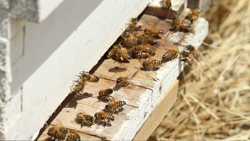Worker Bees performing a 