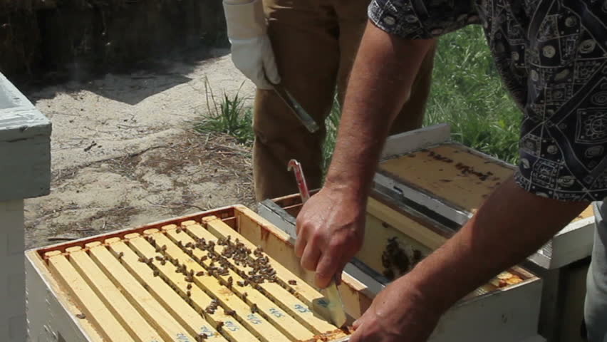 A honeycomb frame covered with thriving honey bee colony. HD 720p.