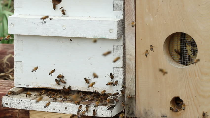 Honey bees fly around the entrance of a Nuc, boxes set up by beekeepers, to