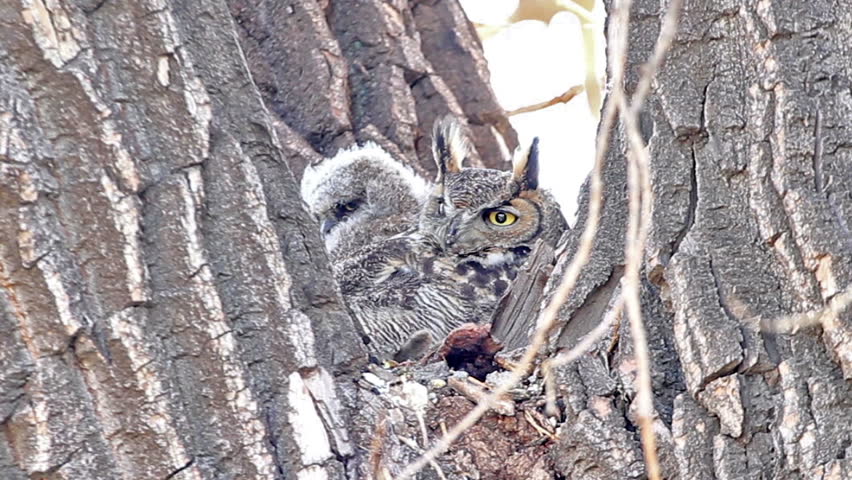 A Mother Great Horned Owl, and her baby, in a nest. HD 720p