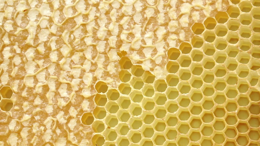 Honeybees make their way across a honeycomb, with capped cells of honey. HD