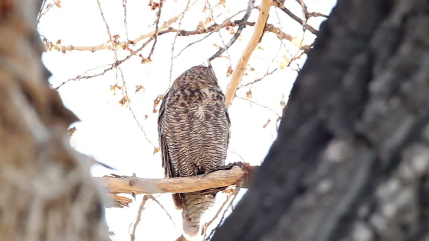 Great Horned Owl on a high branch of a Cottonwood Tree in Colorado. HD 720p