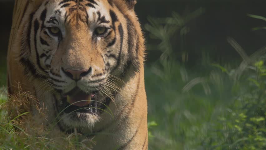 Royal Bengal Tiger Slowmotion walk