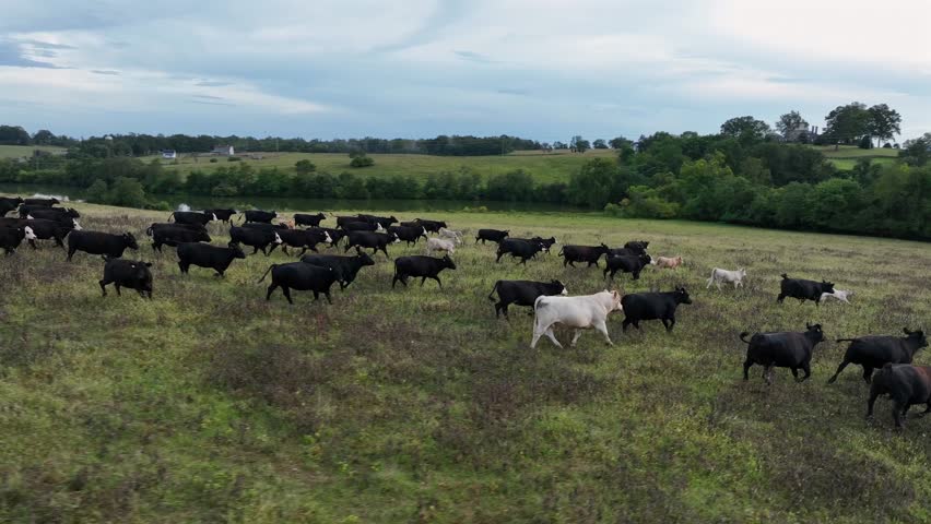 Running herd of cows on grassland during daytime in America. Aerial tracking shot. Wilderness of usa in American countryside.
