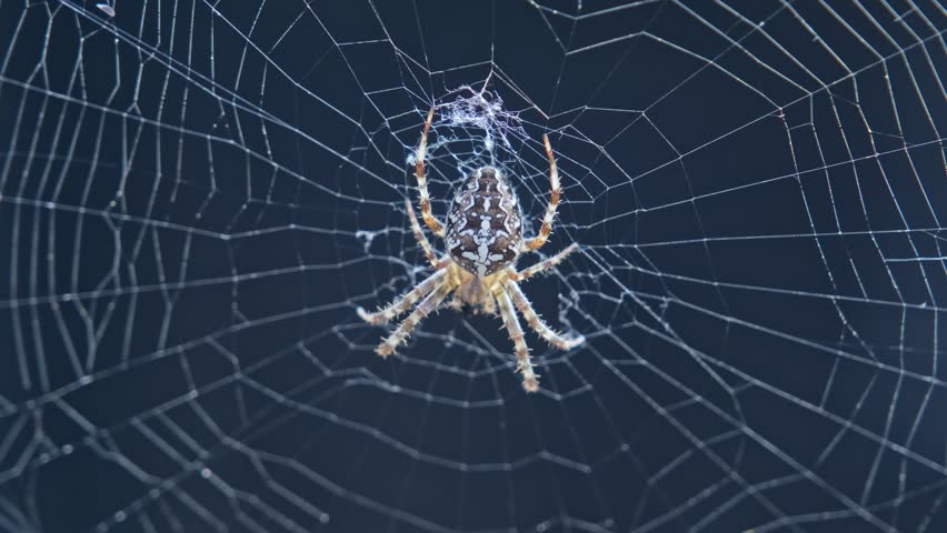 European Garden Spider Cross Orbweaver Araneus Diadematus Sitting in Center of Spiderweb Waiting for Prey Insect