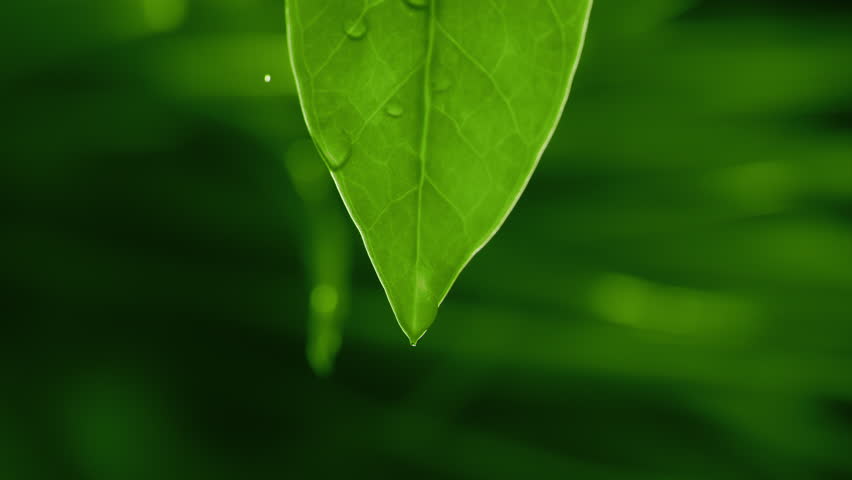 Herbal essence extract in macro. Organic serum drop falling down from a fresh leaf. Essential oil or water dropping in slow motion. Alternative healthy medicine. Skin care cosmetics