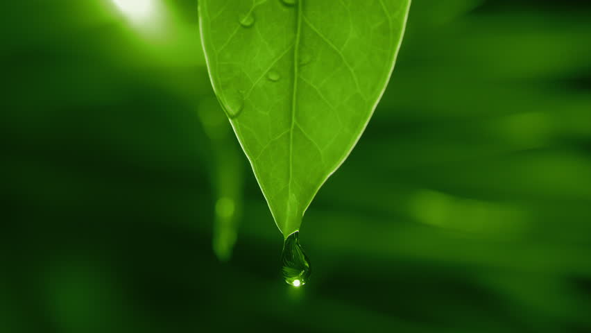 Herbal essence extract in macro. Organic serum drop falling down from a fresh leaf. Essential oil or water dropping in slow motion. Alternative healthy medicine. Skin care cosmetics
