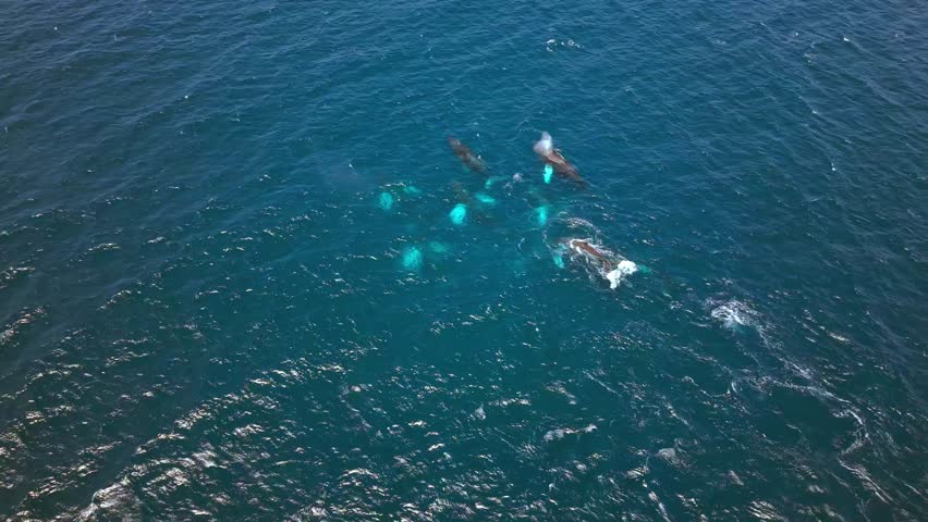 Aerial view of multiple Humpback Whales grouped very closely together, swimming, breathing and bonding together. Cruising in the big blue Ocean