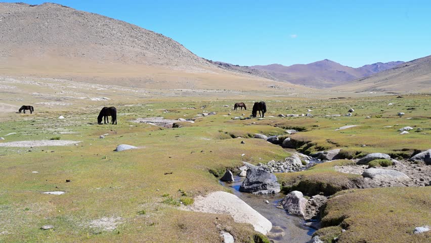 A herd of nomadic horses grazes in a remote, arid landscape with rolling hills and a clear stream. A tranquil view of the vast, open rangelands of rural Mongolia.