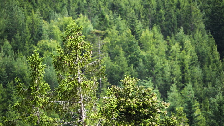 High definition slow motion capture of rain falling on a forest landscape showcasing vibrant green trees in a tranquil setting