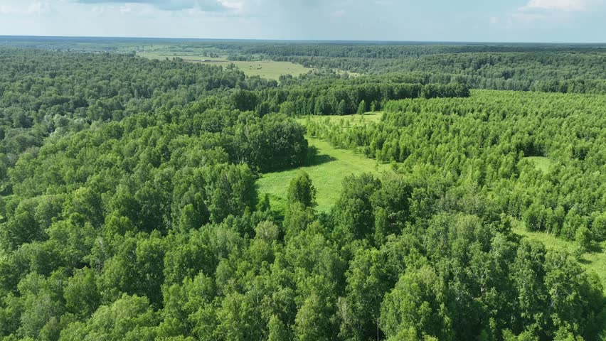 View from above of a wooded area in summer. 