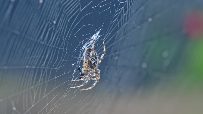 European Garden Spider Cross Orbweaver Araneus Diadematus Sitting in Center of Spiderweb Waiting for Prey Insect