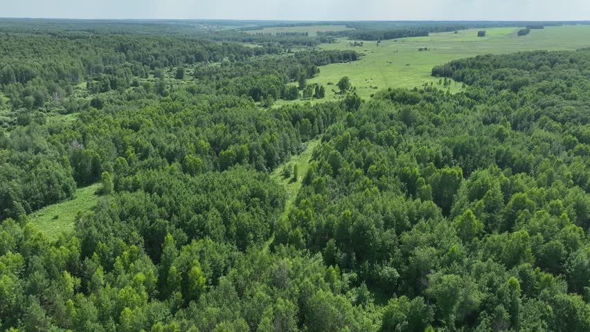 View from above of a wooded area in summer. 