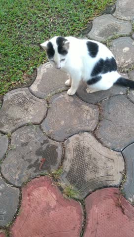 Very cute white and black cat lying on the floor in the morning