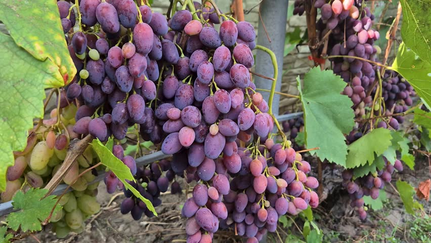 Bunches of purple grapes on the vine in the garden. Fresh ripe juicy grapes close up, harvest time.